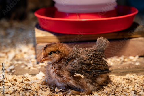 Fototapet Young chicks inside a chicken brooder cage with a heat lamp, wood shaving beddin