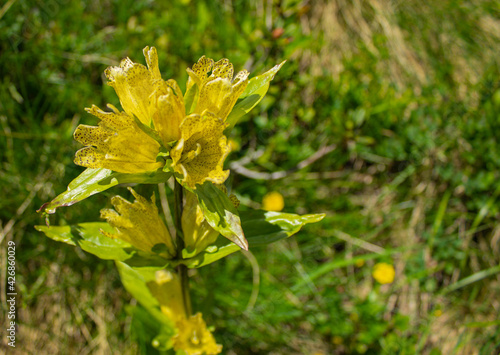 Gentiana punctata or spotted gentian, beautiful alpine yellow flower with therapeutic properties. Single plant with the background out of focus. photo