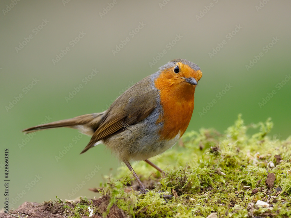 Naklejka premium European Robin, Erithacus rubecula