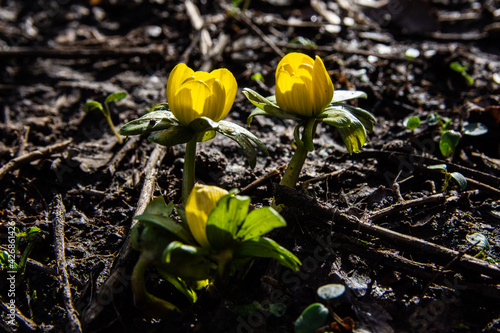 Eine gelbe Winterblume an einem Frühlingsmorgen. photo