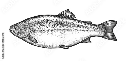 Fish sketch. Hand drawn sea trout in engraving style. Vector illustration