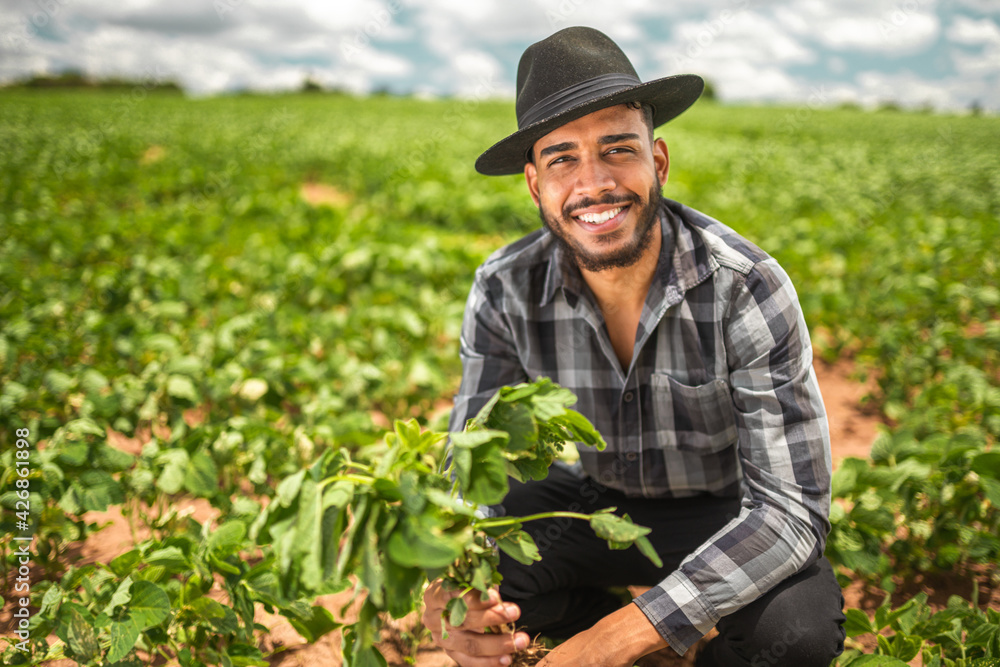 Latin American farmer working on the plantation, holding a small seedling of soybeans.