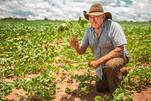 Latin American elderly farmer working on the plantation, holding a small seedling of soybeans.