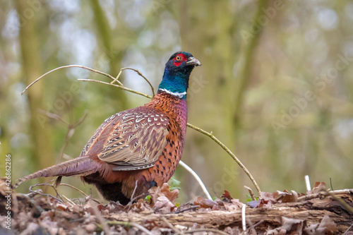 Male Pheasant Phasianus colchicus scavenging in a dark forest
