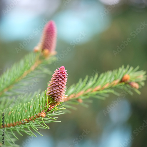 young red fir buds on spruce branches close up. spring season. Blossom fresh fir buds - healthy drug in alternative medicine.