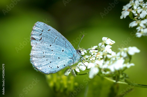Wallpaper Mural Closeup of a holly blue Celastrina argiolus butterfly feeding Torontodigital.ca