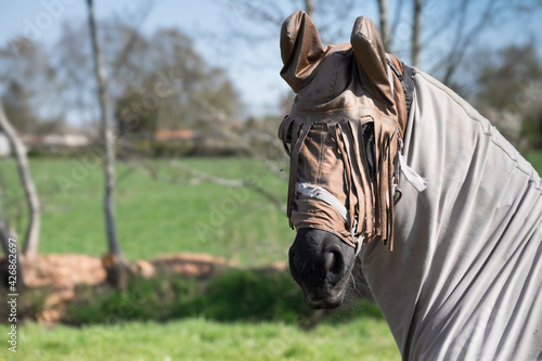 Horse with horse fly sheet and mask for protection against insects in a pasture