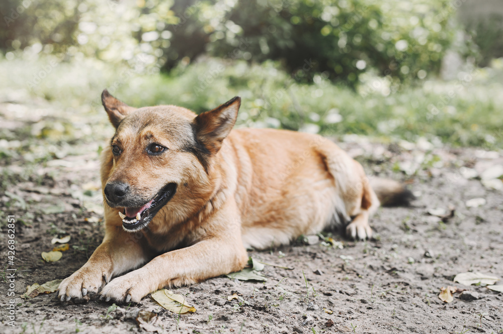 Naklejka premium Beautiful dog portrait. Large mixed breed dog is lying in the garden.