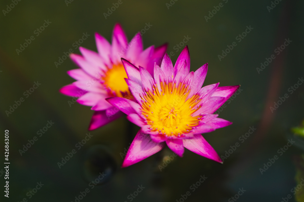 Beautiful pink waterlily on the water, Lotus Flower in black water. Beautiful pink waterlily on the water, Lotus Flower in black water.