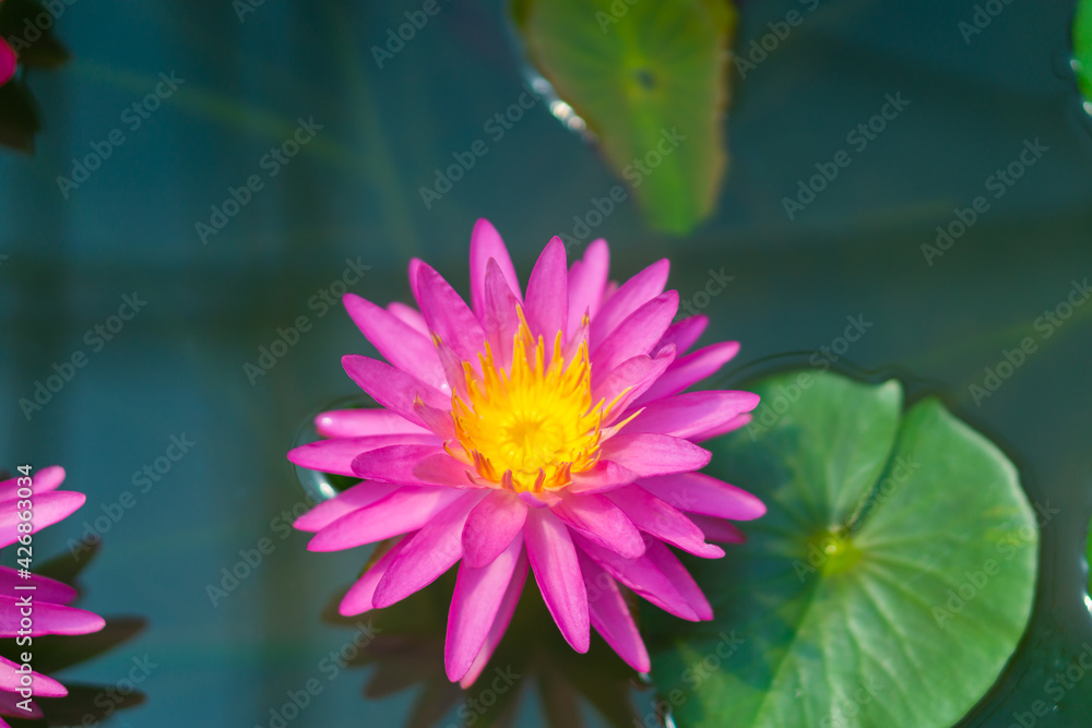 Beautiful pink lotus flower on the water, Lotus Flower with green leaf.