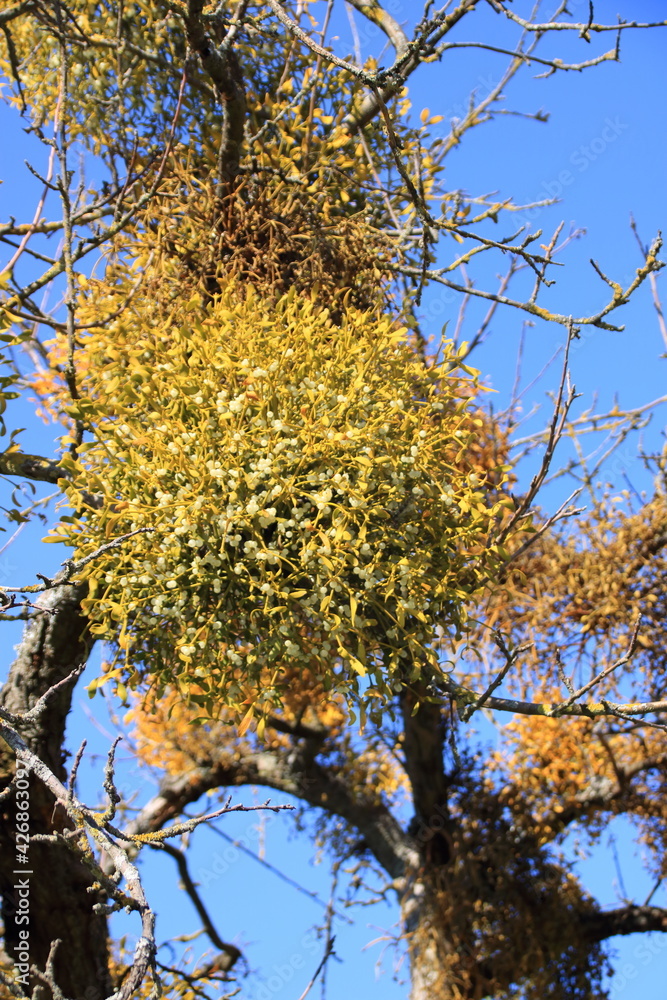 Fototapeta premium Misteln in einem Baum