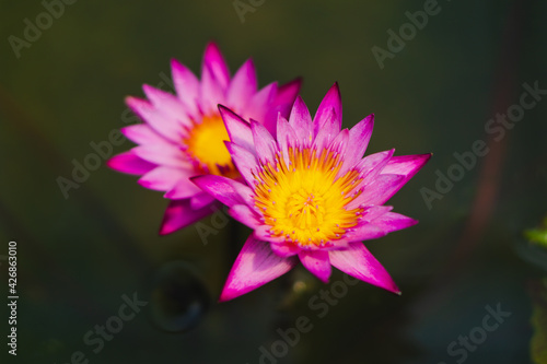 Beautiful pink waterlily on the water  Lotus Flower in black water.