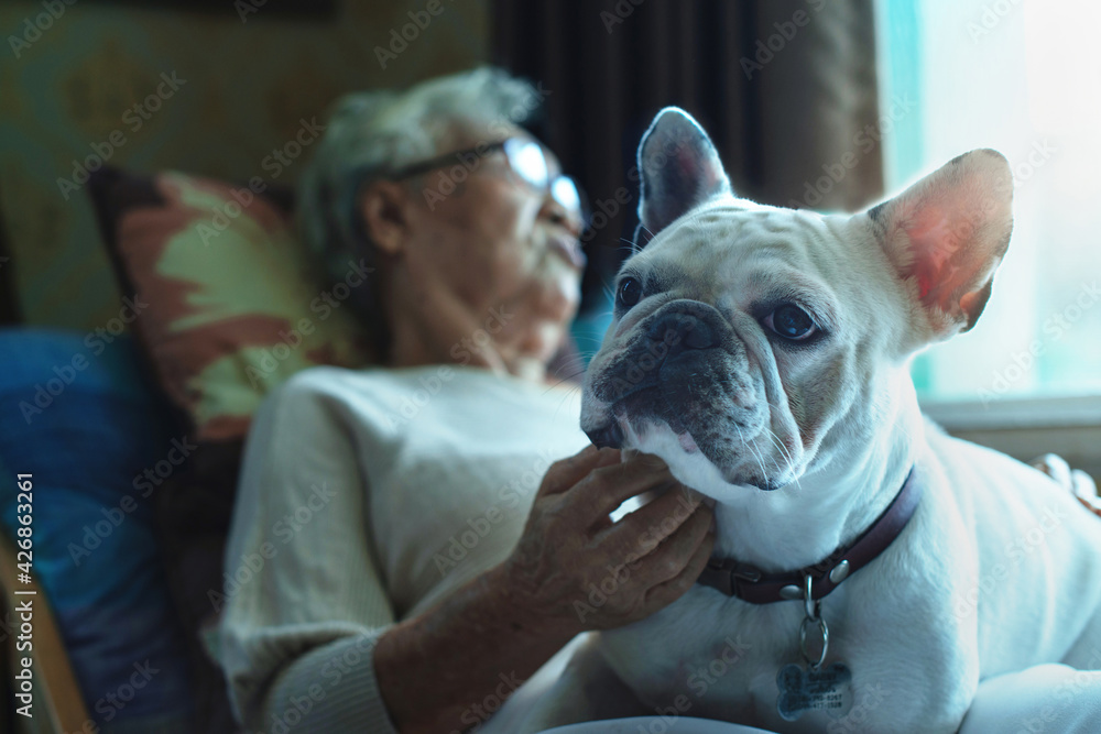 Lonely old woman resting at home looking through the window during lockdown, having a friend as a dog to relieve loneliness, selective focus, elderly health care concept