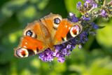 Aglais io, peacock butterfly feeding nectar from a purple butterfly-bush in garden.