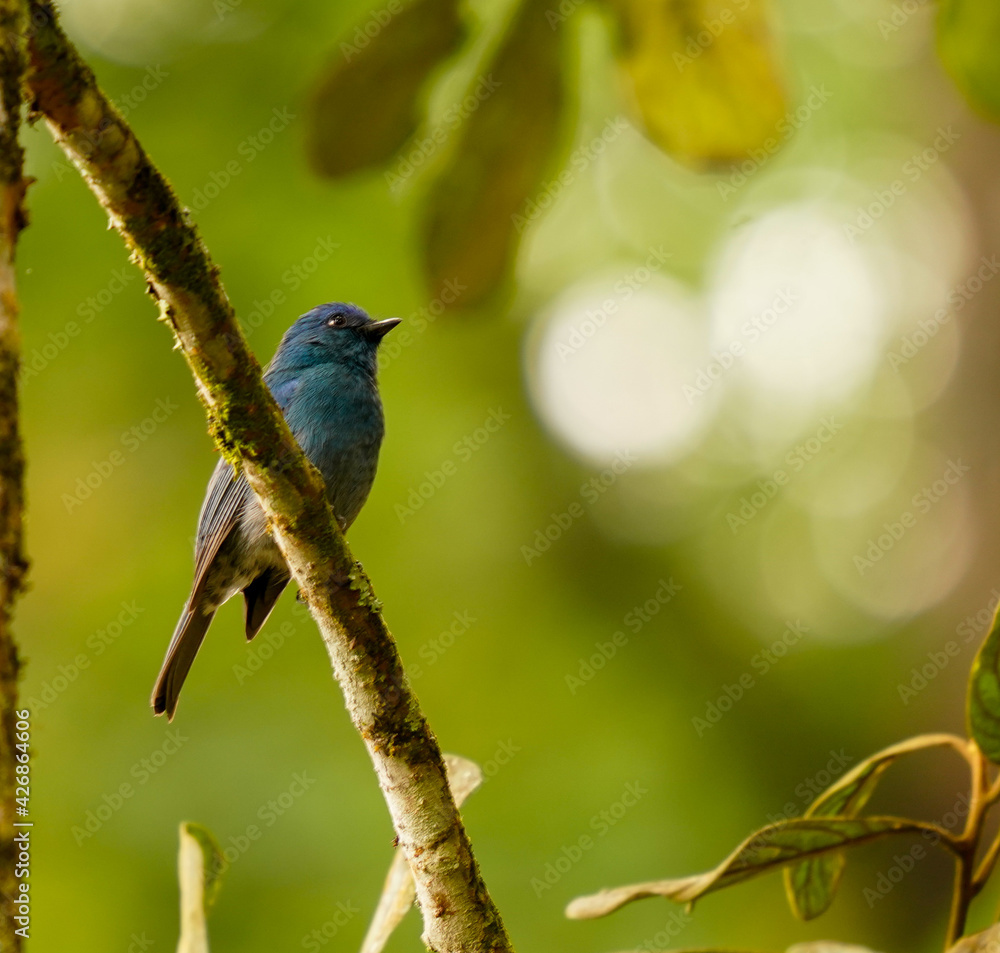 Fototapeta premium Nilgiri Flycatcher bird