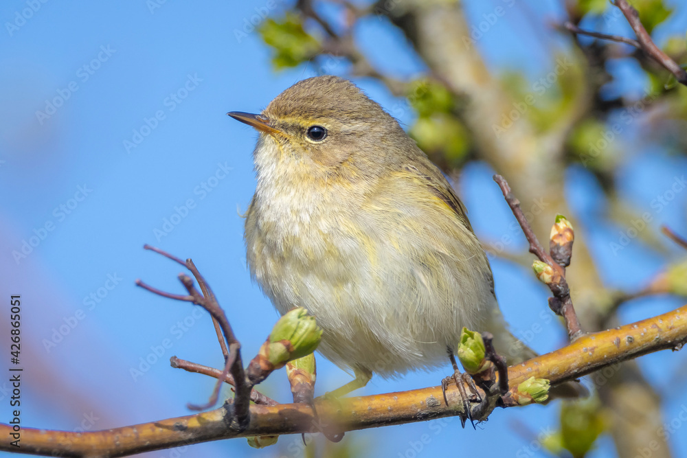 Common chiffchaff bird Phylloscopus collybita Common chiffchaff bird Phylloscopus collybita