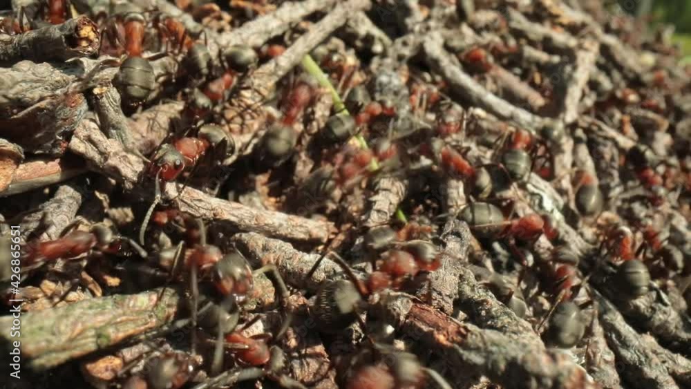 Wild ant hill in the forest super macro close-up shot Wild ant hill in the forest super macro close-up shot