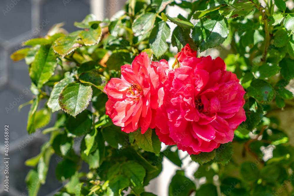 Heckenrose mit pink-farbenen Blüten Heckenrose mit pink-farbenen Blüten