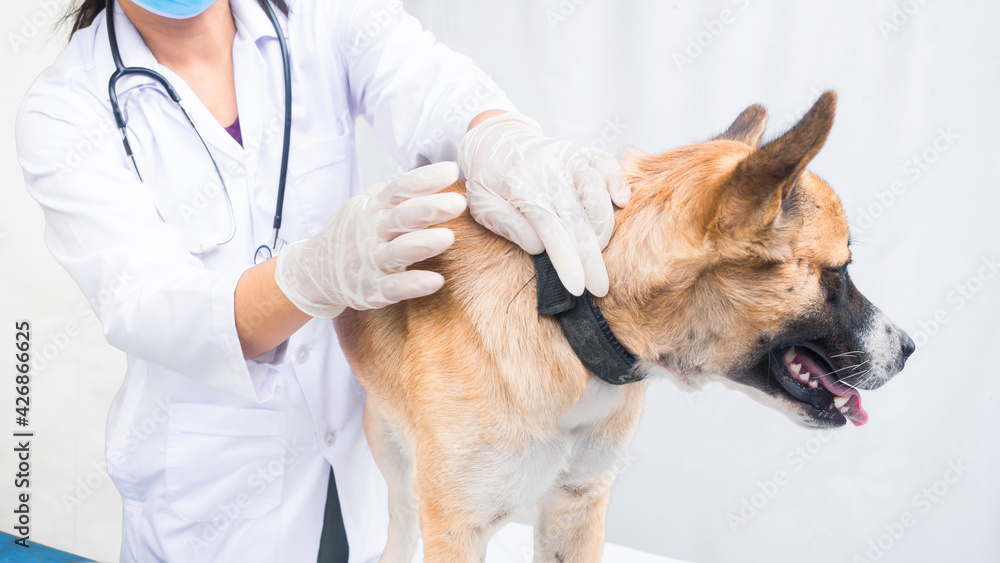 closeup sick dog’s face, sinior take dog to pet clinic, doctor pading dog to relax. closeup sick dog’s face, sinior take dog to pet clinic, doctor pading dog to relax.