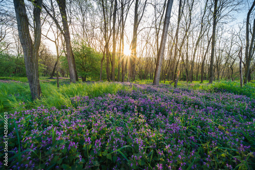Fototapeta Naklejka Na Ścianę i Meble -  Nature Italian forest with trees violet flowers and grass