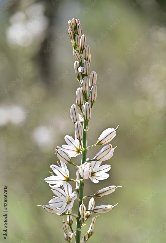 flowers on a branch