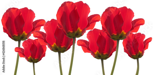 Widescreen image of a row of red tulips, isolated on white. Background image