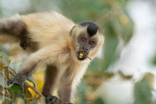 The Hooded capuchin monkey  Cebus apella cay 