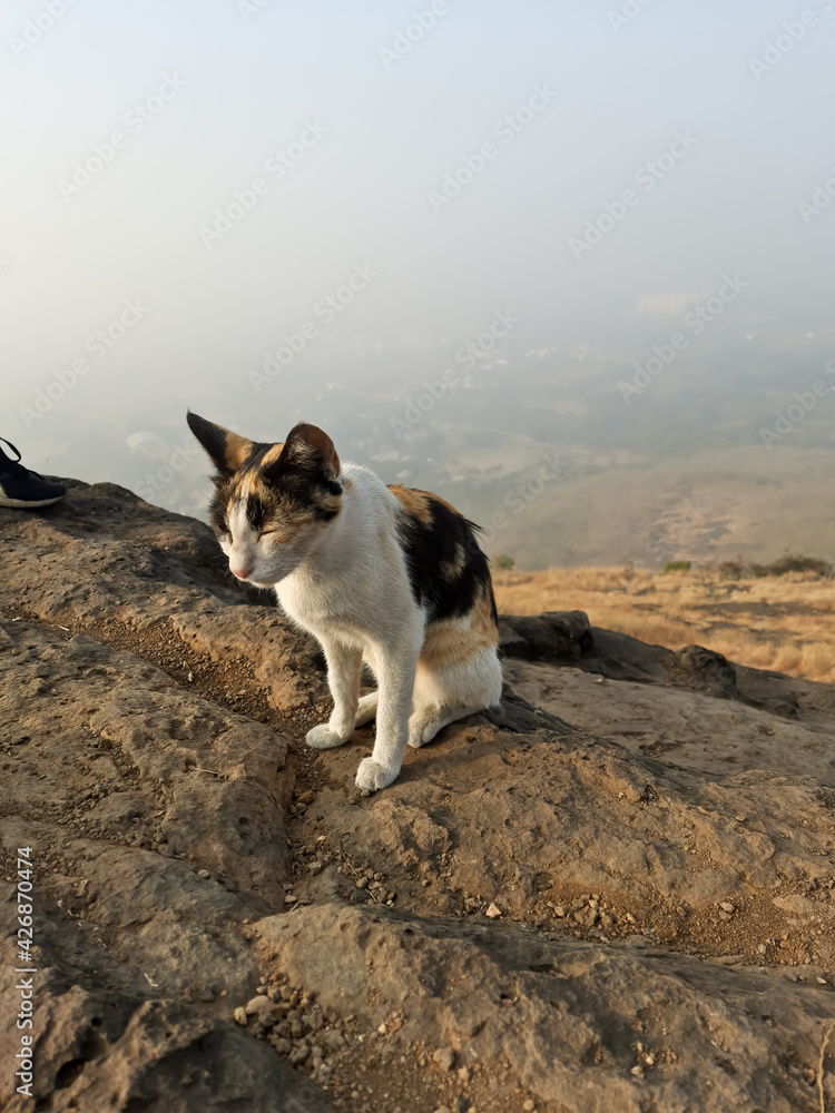 Adorable cat relaxing on mountain taking sun bath