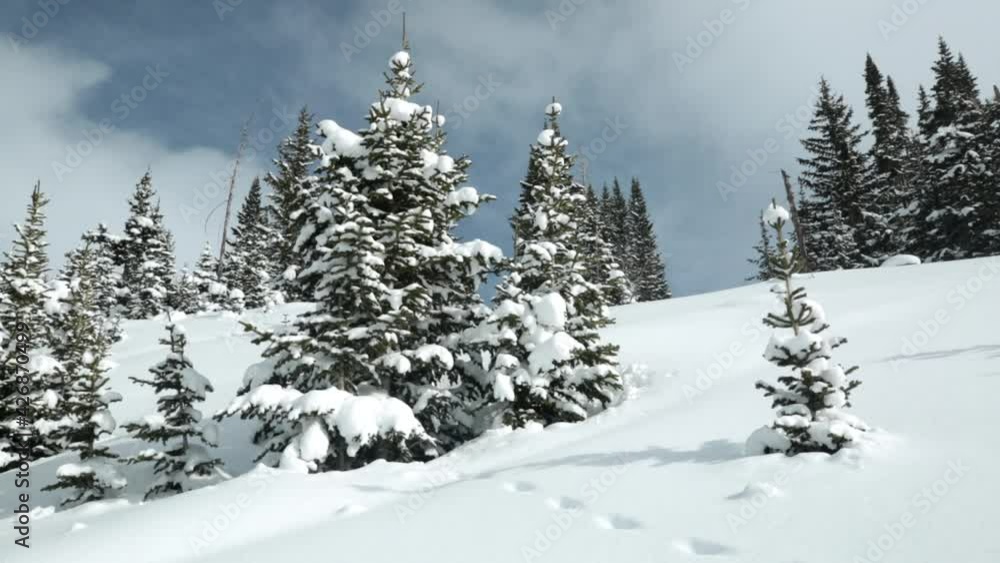 Snow covered pine trees grow on a gently sloping hillside with clouds drifting by above and a few snowflakes blowing in the wind. Snow covered pine trees grow on a gently sloping hillside with clouds drifting by above and a few snowflakes blowing in the wind.