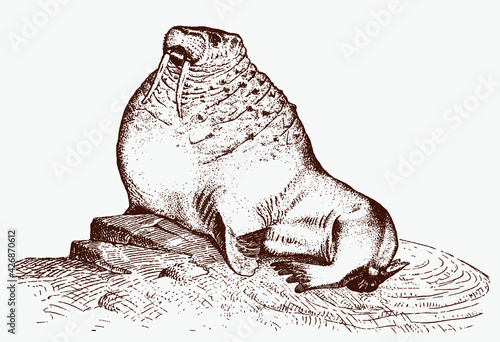 Huge male walrus, odobenus rosmarus lying on a rock in profile side view