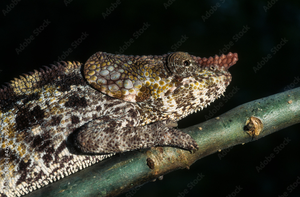 Cameleon à capuchon, male, Chamaeleo brevicornis, Madagascar Cameleon à capuchon, male, Chamaeleo brevicornis, Madagascar