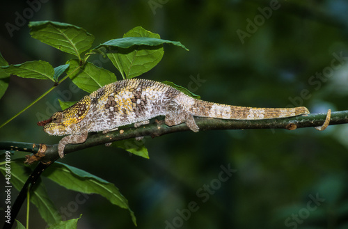 Cameleon à capuchon, male, Chamaeleo brevicornis, Madagascar photo