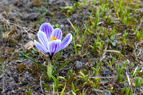 purple crocus on a green meadow with soil  photo