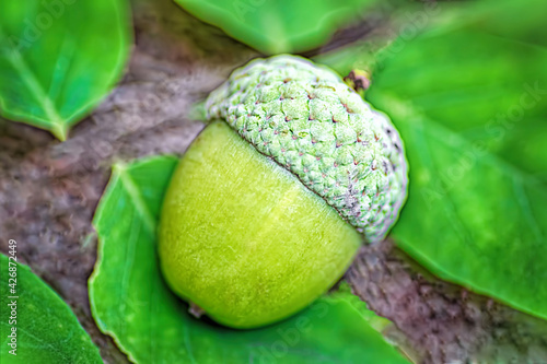 Acorn with an oak leaf on isolated.Amazing acorn in garden.Image
