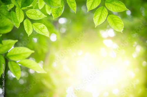 Amazing nature view of green leaf on blurred greenery background in garden and sunlight with copy space using as background natural green plants landscape, ecology, fresh wallpaper.