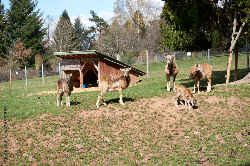 A herd of deer in a farmland in front of a barn