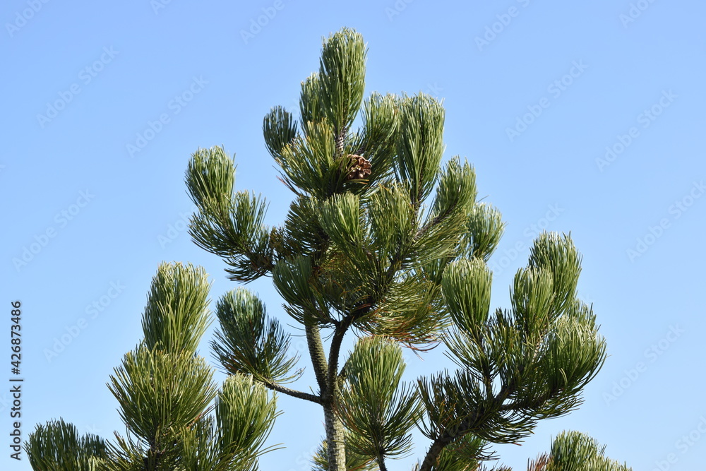 Beautiful green plant against the blue sky. Beautiful green plant against the blue sky.