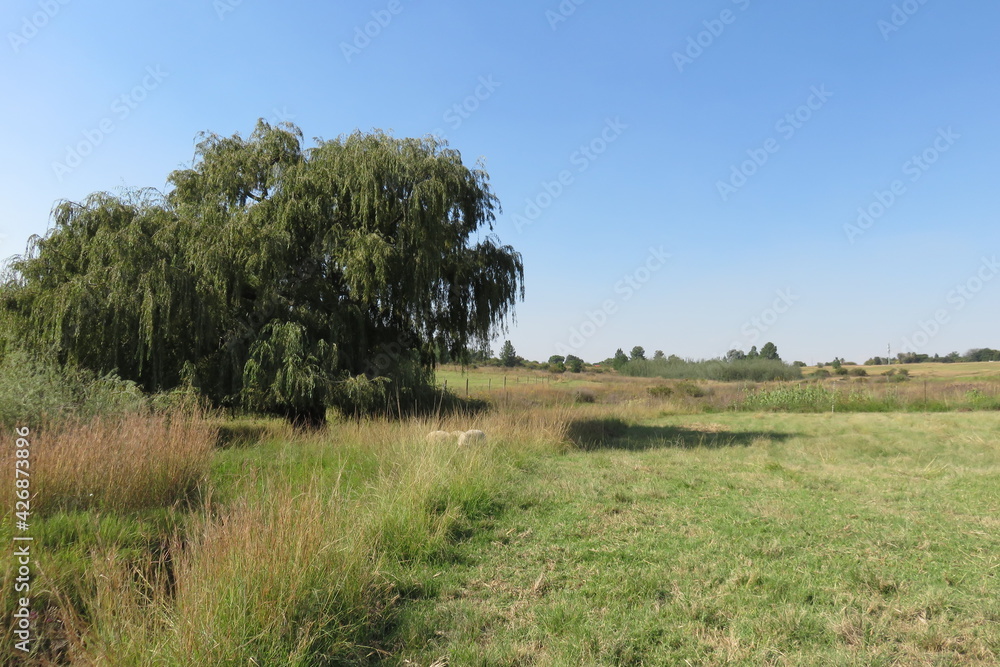 A closeup photograph of a large green willow tree surrounded by long green grass fields. A closeup photograph of a large green willow tree surrounded by long green grass fields.