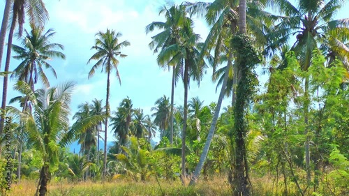 Wallpaper Mural coconut grove against the sky during the day, leaves of palm trees sway in the wind. High quality FullHD footage Torontodigital.ca