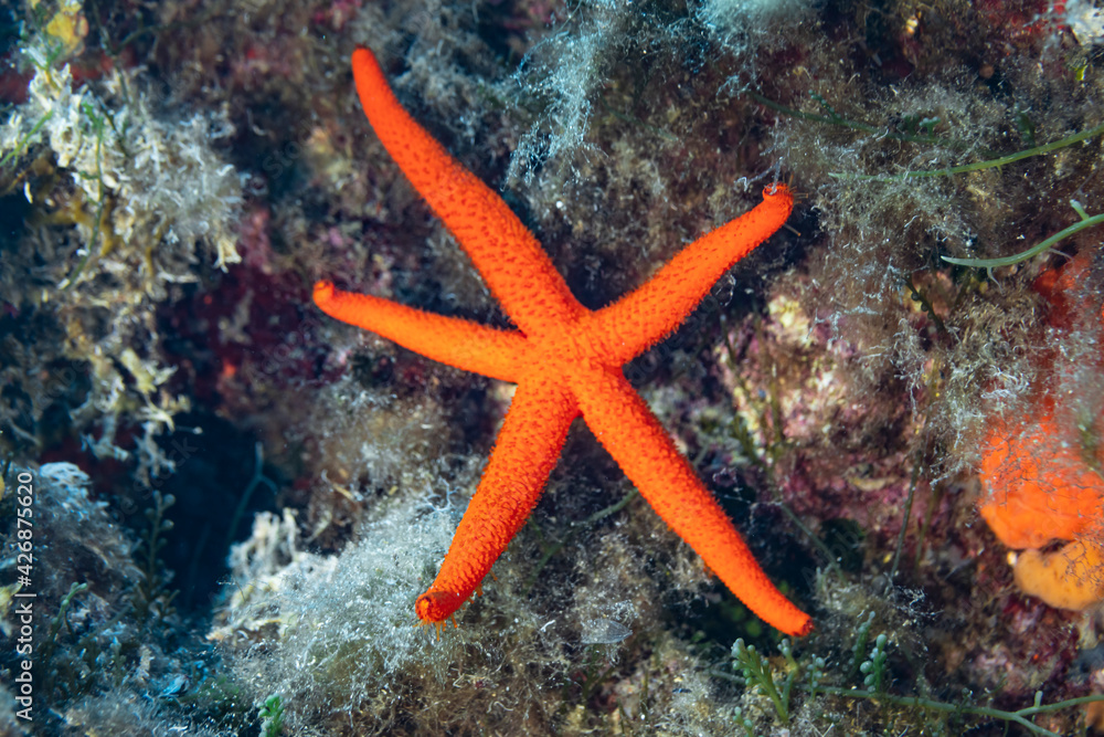Star fish of Mediterranean sea. Star fish of Mediterranean sea.