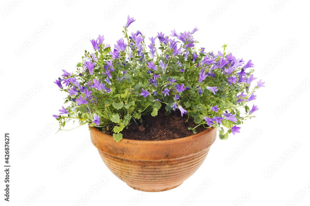 Campanula plant in a pot