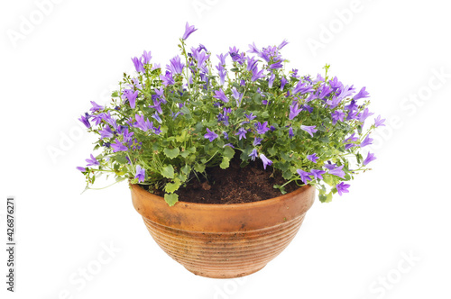 Campanula plant in a pot