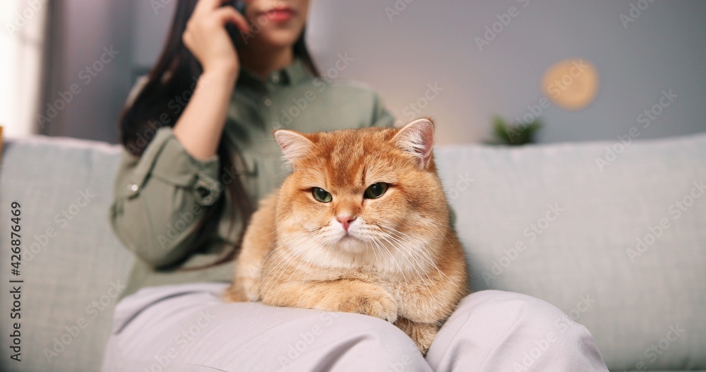 Close up of beautiful caring Asian woman sitting on sofa in cozy room and holding lovely fluffy cat in hands. Relaxed cute animal pet in owner's arms, pet lover, friend and family member Close up of beautiful caring Asian woman sitting on sofa in cozy room and holding lovely fluffy cat in hands. Relaxed cute animal pet in owner's arms, pet lover, friend and family member