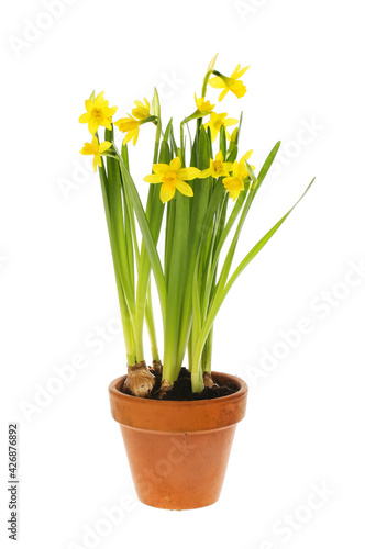 Narcissus in a pot