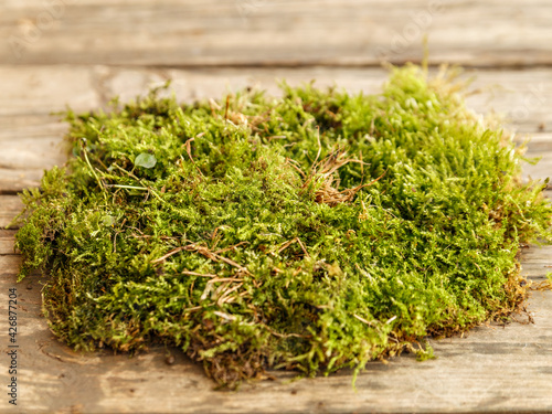 Green sprigs of moss lie heaped on brown wooden boards