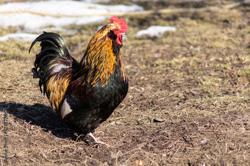 Beautiful cock on the farm on a sunny day © ovcerleonid