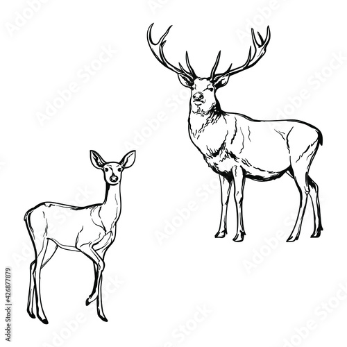 Deer, black and white drawing. Vector illustration isolated on a white background.