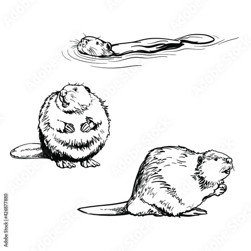 Beaver, black and white drawing. Vector illustration isolated on a white background.