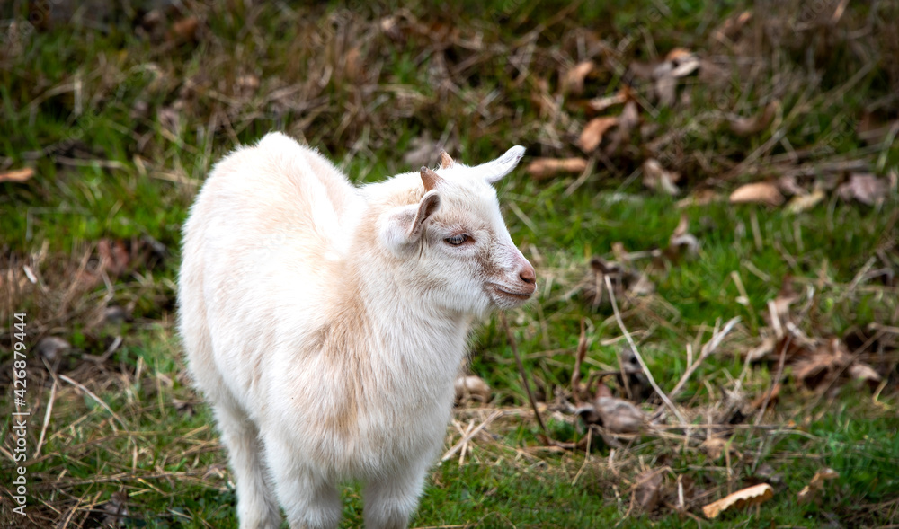 Obraz premium White Young Billy Goat