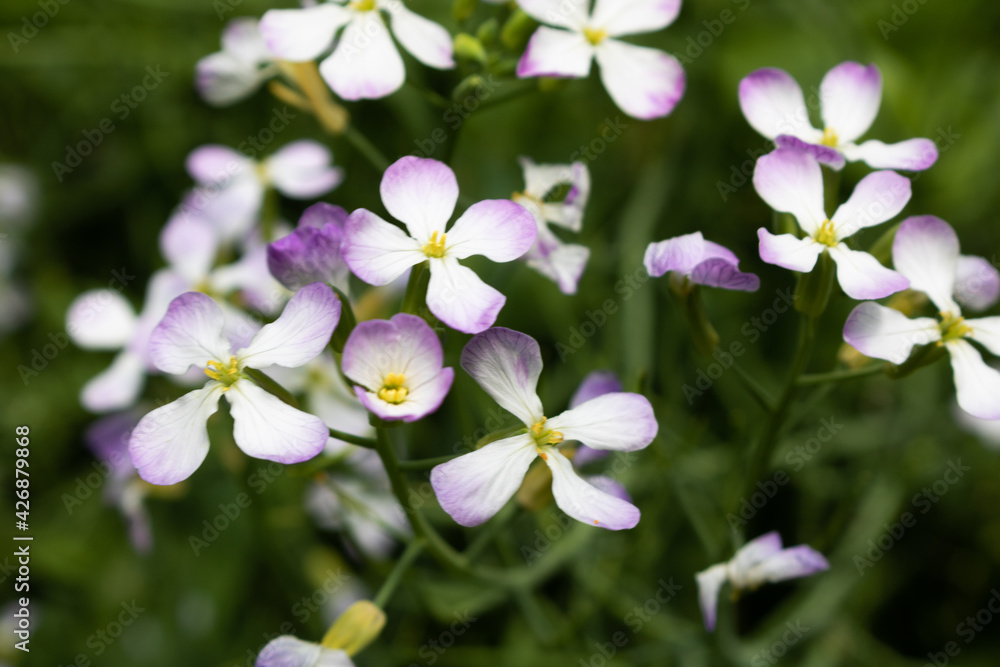flowers in the garden flowers in the garden